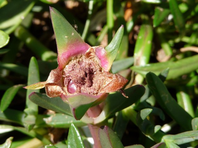 Pig face fruit